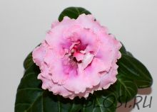 ЕН-Розовый Неон (сел.Е.Николаева)