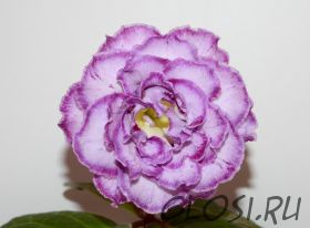 ЕН-Северия (сел.Е.Николаева) Новинка 2025!