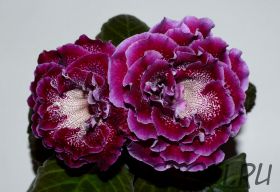 ЕН-Сластёна (сел.Е.Николаева)Цена указана за клубень (размер не менее 2 см)