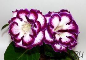 ЕН-Сливки с Черникой (сел.Е.Николаева) Новинка 2024!