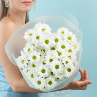 Хризантема (сорт Бакарди) 5 шт