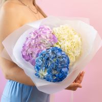 Гортензия 3 шт