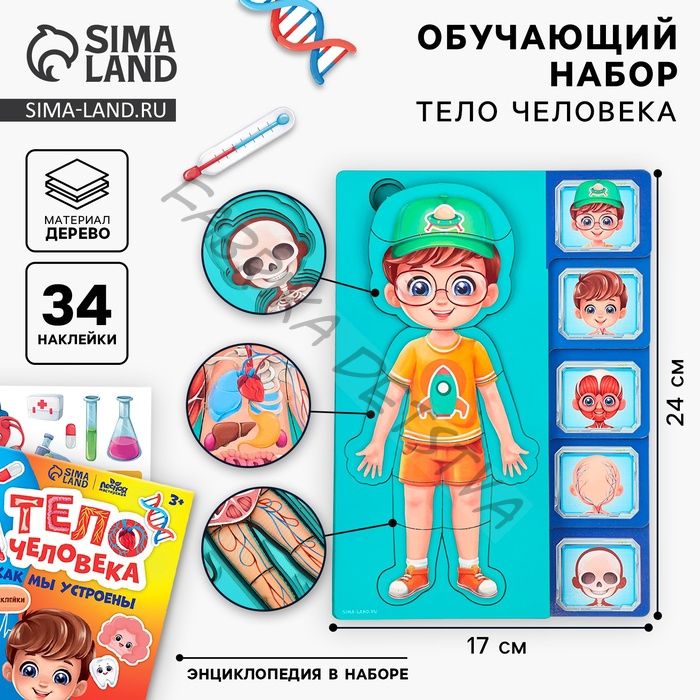 Обучающий набор «Тело человека», рамка-вкладка и книга с наклейками
