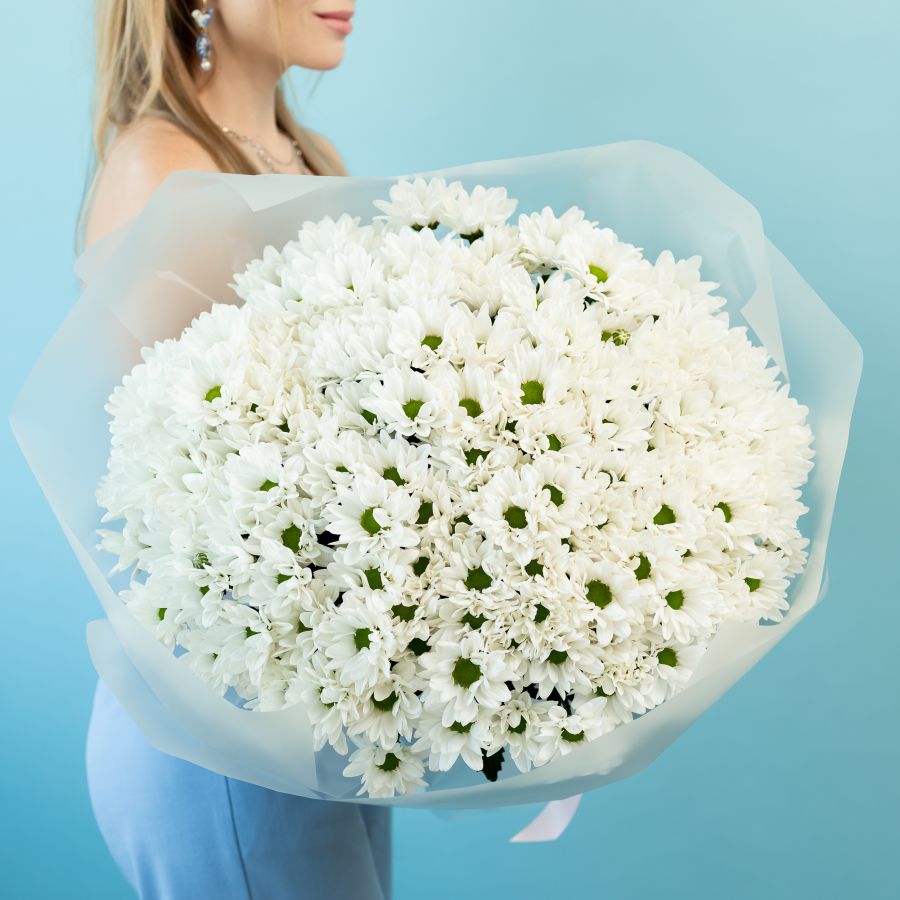 25 хризантема (сорт Бакарди) в упаковке