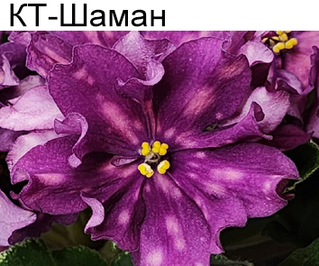 КТ-Шаман  НОВИНКА