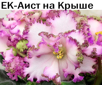 ЕК-Аист на Крыше (Е. Коршунова)