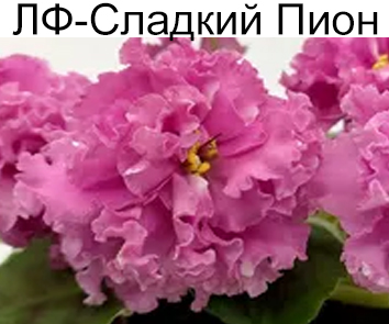 ЛФ-Сладкий Пион (Л. Федосеева)