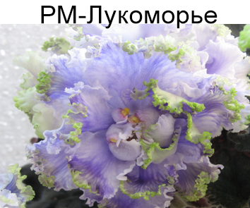 РМ-Лукоморье (Скорнякова)