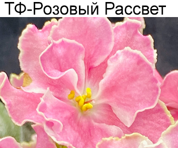 ТФ-Розовый Рассвет (Фурлетова)  НОВИНКА КАТАЛОГА!
