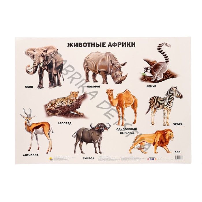 Плакат «Животные Африки»