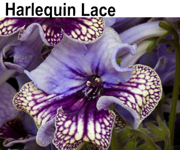 Harleguin Lace  (Dibley)