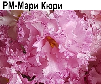 РМ-Мари Кюри (Скорнякова)  НОВИНКА КАТАЛОГА!