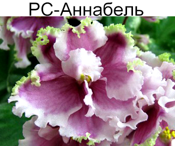 РС-Аннабель (Репкина)  НОВИНКА КАТАЛОГА!