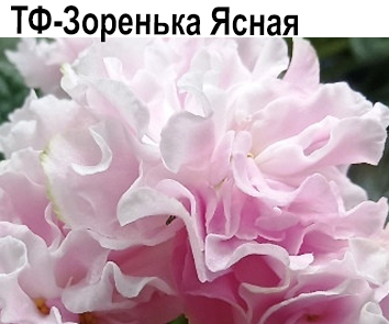 ТФ-Зоренька Ясная (Фурлетова)  НОВИНКА КАТАЛОГА!