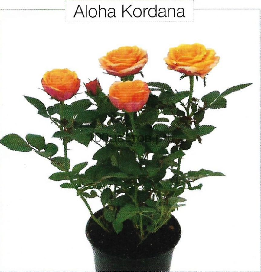 Роза горшечная "ALOHA KORDANA"