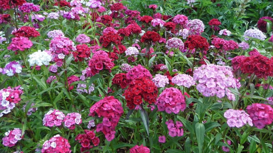 Гвоздика Турецкая