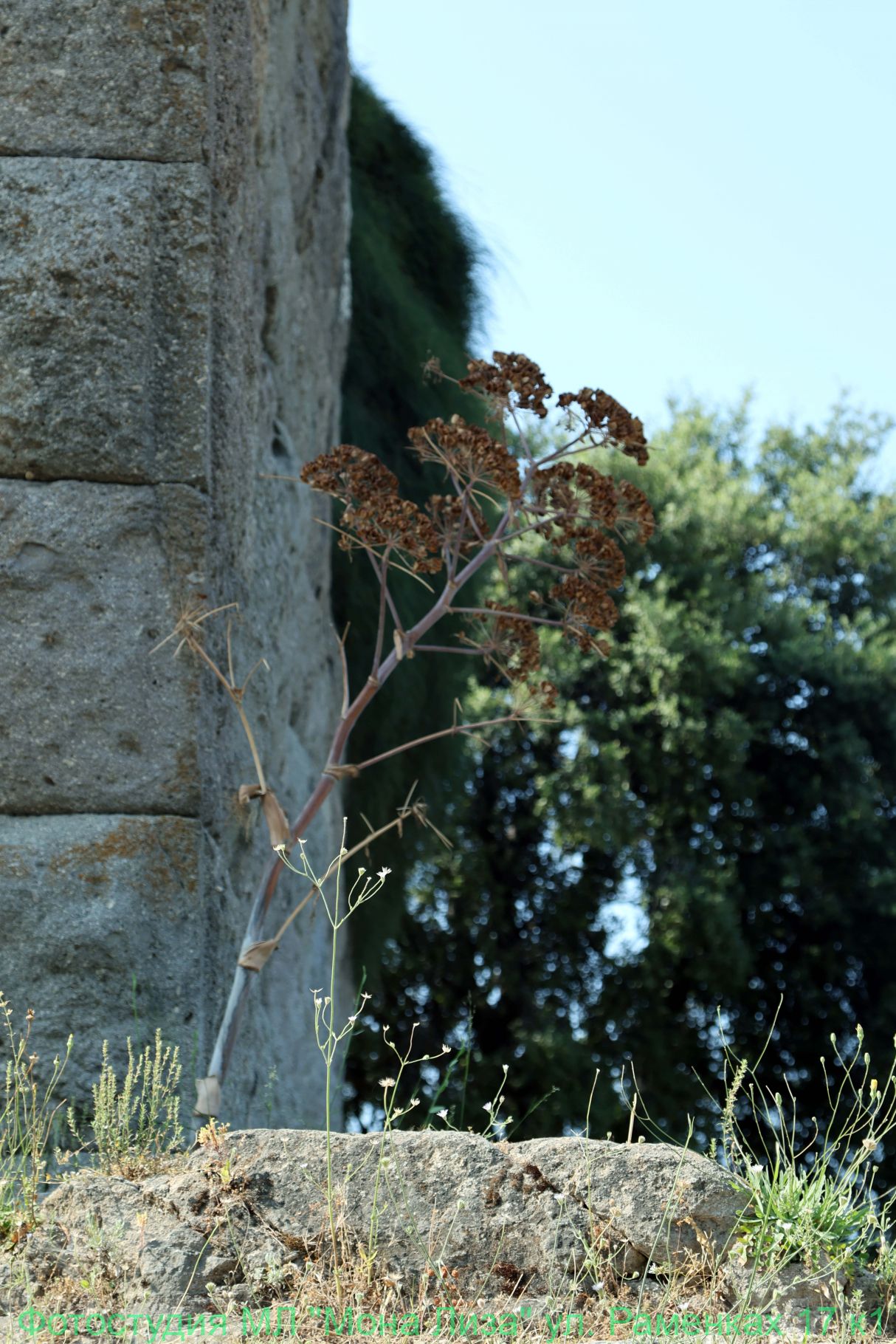 Александров