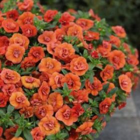 КАЛИБРАХОА MINIFAMOUS NEO DOUBLE ORANGE (Я)