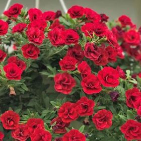 КАЛИБРАХОА MINIFAMOUS UNO DOUBLE RED 24 (Я)