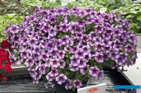 КАЛИБРАХОА+ПЕТУНИЯ THE POWER SISTERS VIOLET VICKY (Я)