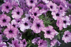 ПЕТУНИЯ  BONNIE LAVENDER FACE
