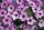 ПЕТУНИЯ  BONNIE LAVENDER FACE