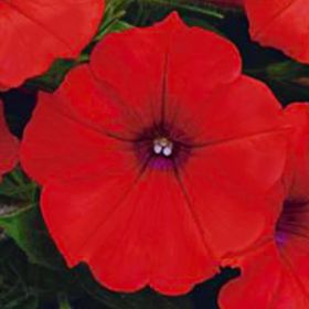 ПЕТУНИЯ SPICE PEARLS BRIGHT RED