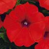 ПЕТУНИЯ SPICE PEARLS BRIGHT RED (Я)