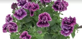 ПЕТУНИЯ SWEETSUNSHINE COMPACT HOT PINK VEINS (Я)