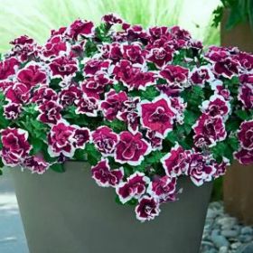 ПЕТУНИЯ SWEETSUNSHINE MAGENTA PICOTEE (Я)