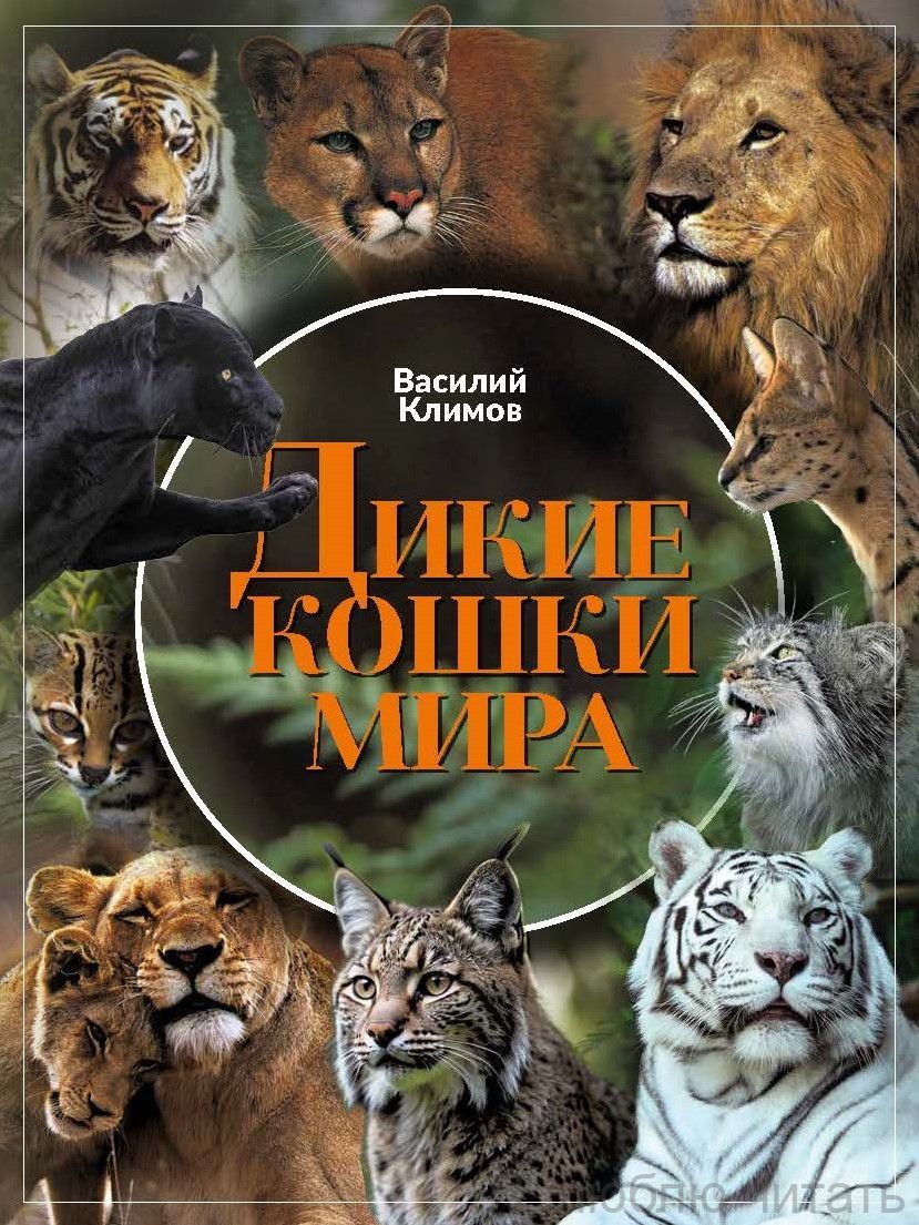 Дикие кошки мира