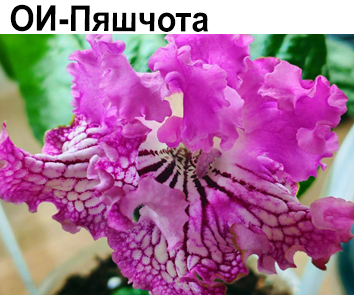 ОИ-Пяшчота (О.Сачок)  НОВИНКА КАТАЛОГА!