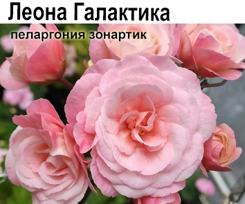 Пеларгония розебудная зонартик Леона Галактика