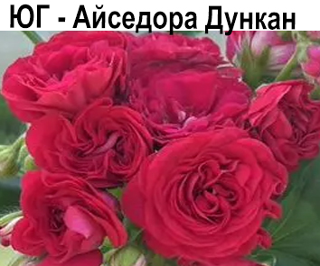 Пеларгония розебудная ЮГ-Айседора Дункан НОВИНКА КАТАЛОГА!
