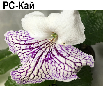 РС-Кай (Репкина)  НОВИНКА КАТАЛОГА!