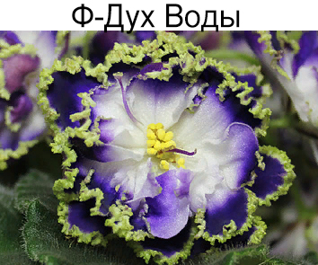 Ф-Дух Воды