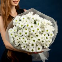 Хризантема (сорт Бакарди) 15 шт