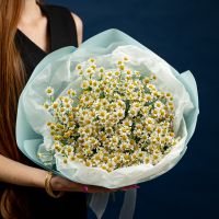 Матрикария 15 шт