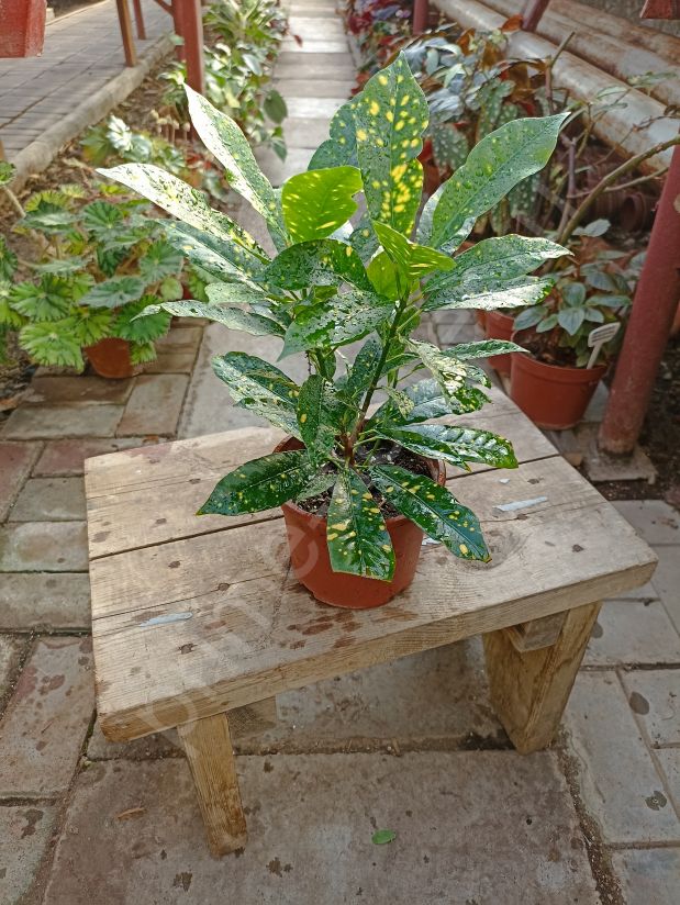 Кротон (разные сорта)