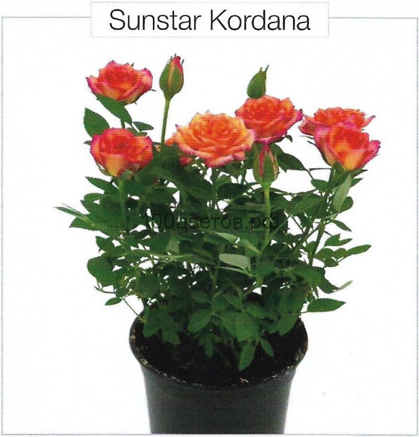 Роза горшечная "SUNSTAR KORDANA"