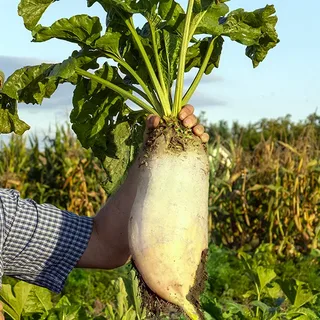 Свёкла кормовая Центаур Поли F1, 25г семян