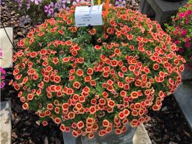 КАЛИБРАХОА Cabaret® Compact Orange Star (Я)