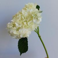 Гортензия сортовая