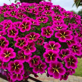 КАЛИБРАХОА Cabaret® Early Good Night Kiss (Я)