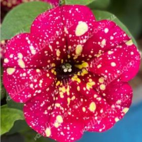 ПЕТУНИЯ Dolly Dots Magenta Comet (Я)