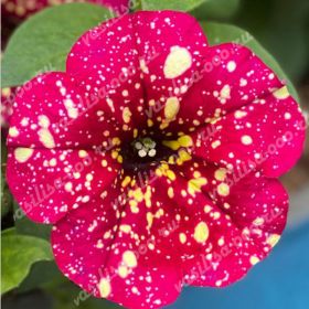 ПЕТУНИЯ Dolly Dots Magenta Comet