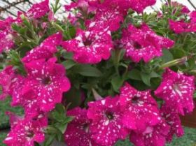 ПЕТУНИЯ Dolly Dots Supernova (Я)