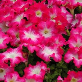 ПЕТУНИЯ Fanfare® Rose Morn