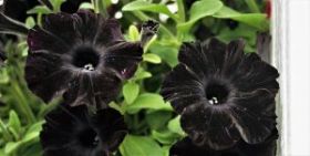 ПЕТУНИЯ GO!Tunia® Black (Я)