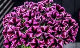 ПЕТУНИЯ GO!Tunia® Cosmic Pink (Я)